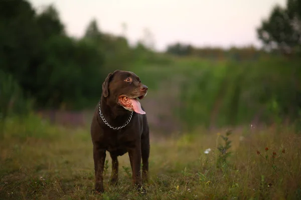 Retrato de chocoalte labrador andando no campo de verão, luz natural — Fotografia de Stock