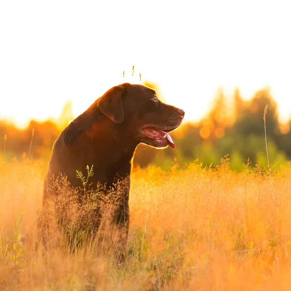 Yaz tarlasında oturan chocoalte labrador portresi, doğal ışık