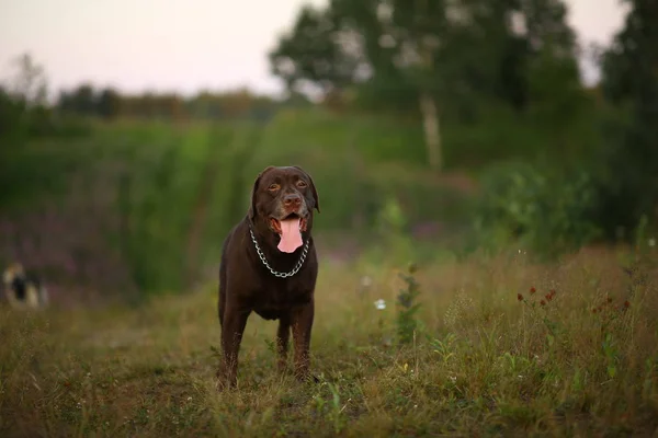 Ritratto di chocoalte labrador passeggiando sul campo estivo, luce naturale — Foto Stock