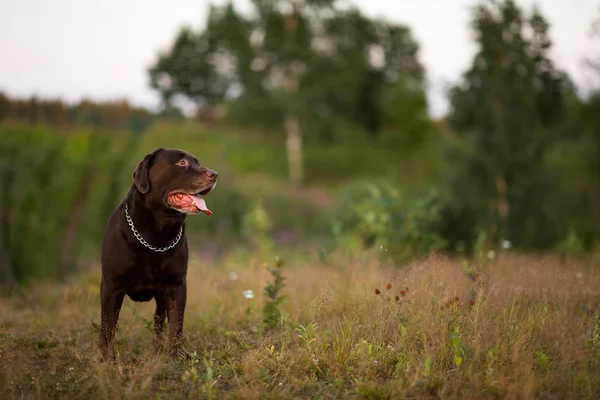 Yaz tarlasında yürüyen chocoalte labrador portresi, doğal ışık
