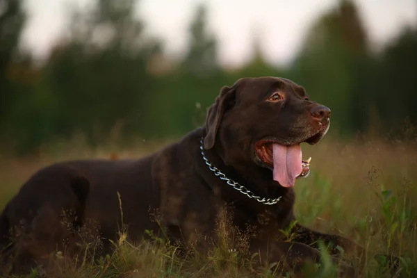 Portrait of chocoalte labrador lies on the summer field, natural light — Stock Photo, Image