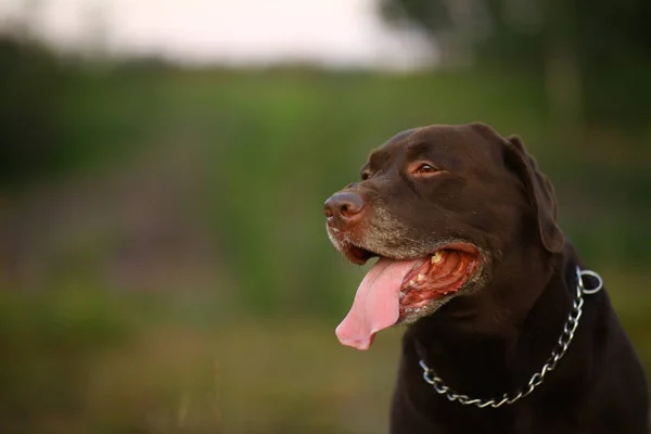 Retrato de chocoalte labrador sentado en el campo de verano, luz natural —  Fotos de Stock