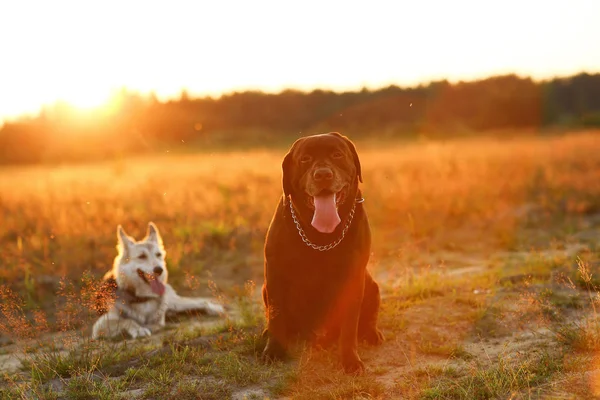 Dois cães husky e labrador marrom sentado no prado verde e olhando para a câmera no pôr do sol. Floresta e grama fundo — Fotografia de Stock