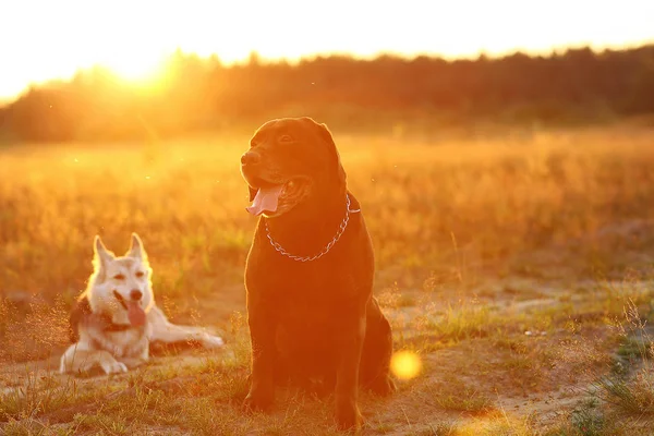 Dwa psy Husky i brązowy Labrador siedzi na zielonej łące i patrząc na kamerę w zachodzie słońca. Las i trawa tło — Zdjęcie stockowe