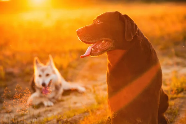 Two dogs husky and brown labrador sitting on green meadow and looking at camera in sunset. Forest and grass background — Stock Photo, Image