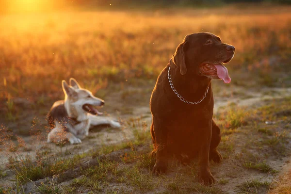 Dwa psy Husky i brązowy Labrador siedzi na zielonej łące i patrząc na kamerę w zachodzie słońca. Las i trawa tło — Zdjęcie stockowe