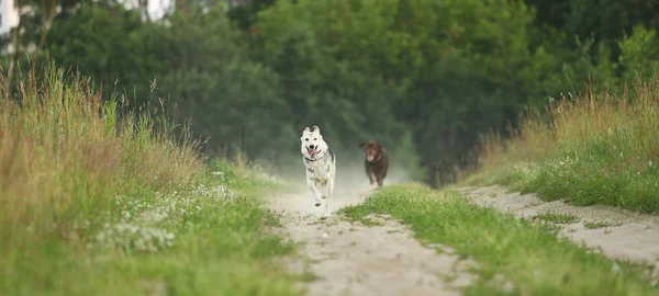 Δύο σκύλοι Χάσκι και καφέ Λαμπραντόρ που τρέχουν σε πράσινο λιβάδι και κοιτάζουν την κάμερα το σούρουπο. Φόντο δάσους και χόρτου — Φωτογραφία Αρχείου