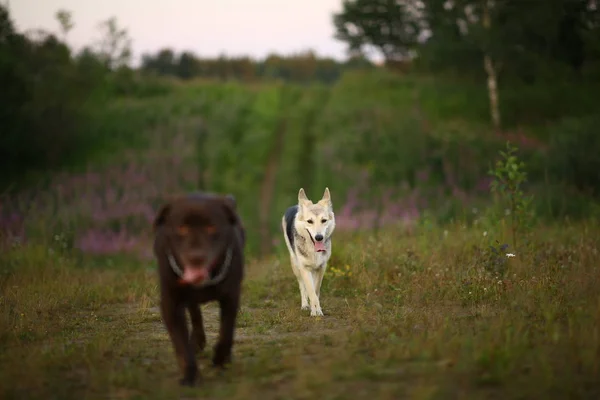 Due cani husky e labrador marrone in esecuzione su prato verde e guardando la fotocamera al tramonto. Foresta ed erba sfondo — Foto Stock