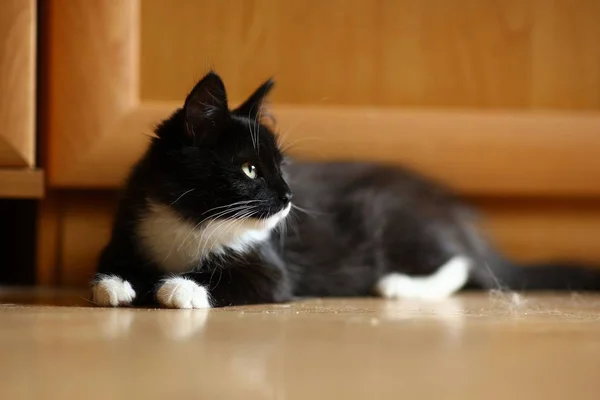 Gato preto e branco jaz no chão em uma sala — Fotografia de Stock