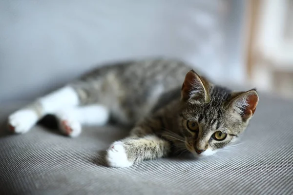 Gato gris y blanco se encuentra en la silla de oficina en la sala de estar — Foto de Stock