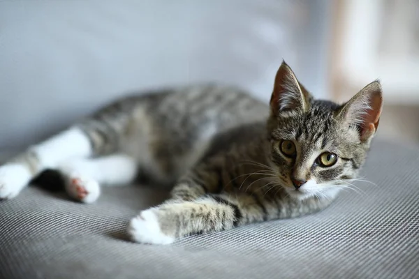 Graue und weiße Katze liegt auf Bürostuhl im Wohnzimmer — Stockfoto