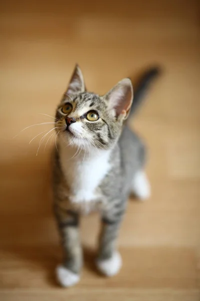 Gris y blanco tabby gato sentado en el suelo en una habitación —  Fotos de Stock