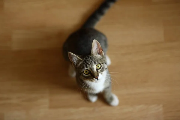 Cinza e branco tabby Gato sentado no chão em uma sala — Fotografia de Stock