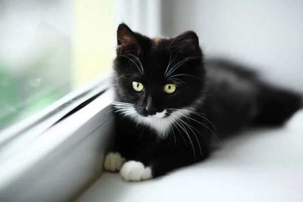 Lazy lovely black cat lying by the window. Gray tabby cute kitten with beautiful eyes relaxing on window sill. — Stock Photo, Image