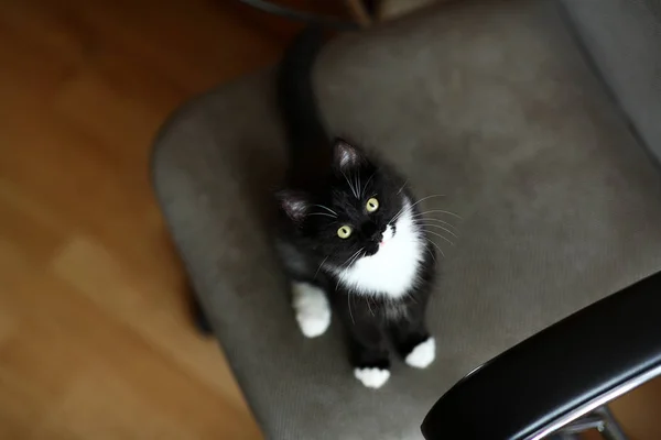 Schwarz-weiße Katze sitzt auf Bürostuhl im Wohnzimmer — Stockfoto