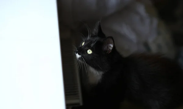 Faule schöne schwarze Katze, die am Fenster sitzt. grau gestromtes süßes Kätzchen mit schönen Augen entspannt auf der Fensterbank. — Stockfoto