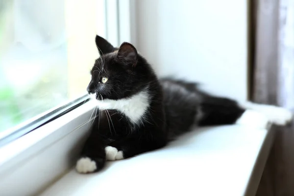 Lusta szép fekete macska hazudik az ablakon. Szürke Cira aranyos cica gyönyörű szeme pihentető ablakpárkányon. — Stock Fotó