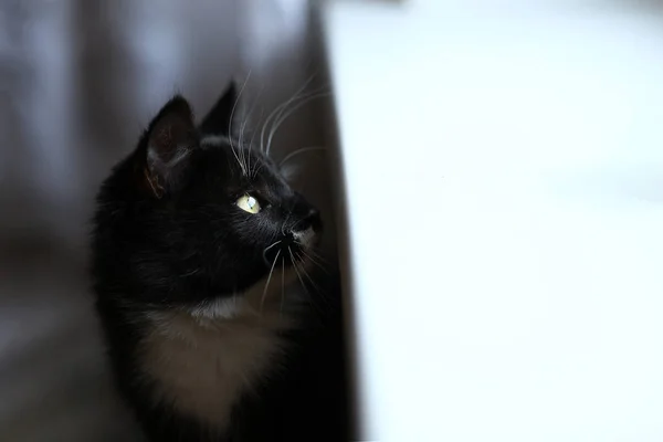 창가에 앉아 게으른 사랑스러운 검은 고양이. 회색 태비 귀여운 새끼 고양이와 아름다운 눈은 창틀에 휴식. — 스톡 사진