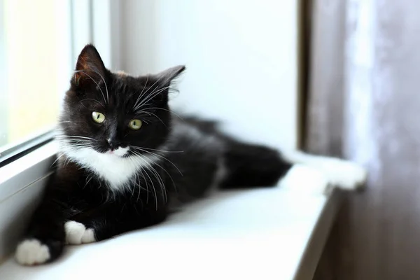 Gato preto adorável preguiçoso deitado à janela. Gatinho bonito tabby cinza com belos olhos relaxando na soleira da janela . — Fotografia de Stock