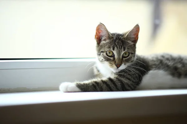 Kucing hitam pemalas yang cantik tergeletak dekat jendela. Kucing lucu tabby abu-abu dengan mata indah santai di ambang jendela . — Stok Foto