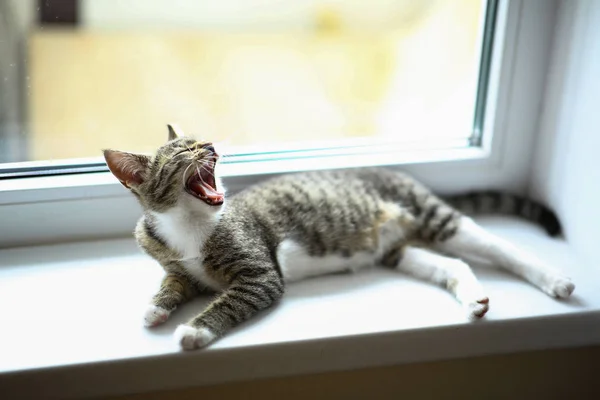 Lazy lovely black cat yawns by the window. Gray tabby cute kitten with beautiful eyes relaxing on window sill.