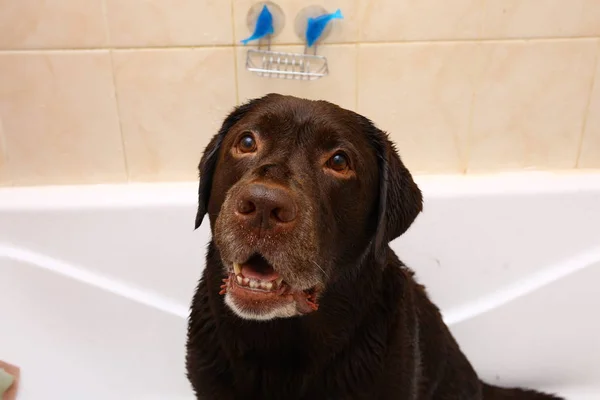 Bathing of the funny dark brown labrador breed dog. Dog taking a bubble bath. Grooming dog. — Stock Photo, Image