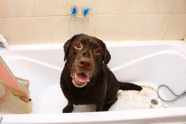 Banho do cão de raça labrador marrom escuro engraçado. Um cão a tomar um banho de espuma. Cão de limpeza . — Fotografia de Stock