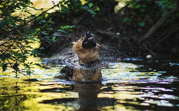 Porträt eines großen Mischlingshundes, der im Wasser schwimmt — Stockfoto