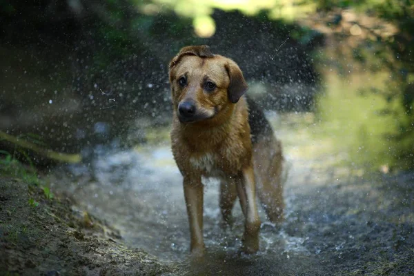 Portrait of big mongrel dog swimming in the water — Stock Photo, Image