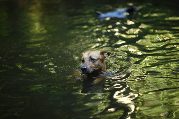 Portrait of big mongrel dog swimming in the water — Stock Photo, Image