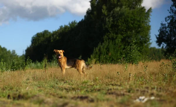 Portrait chien bâtard heureux marchant sur un champ vert ensoleillé. Herbe verte et arbres fond — Photo