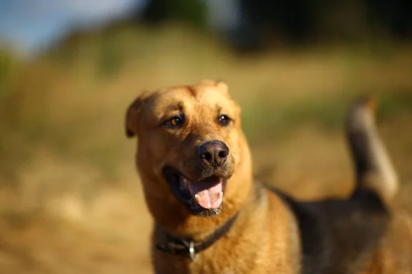 日当たりの良い緑のフィールドを歩くポートレート幸せなモングレル犬。緑の草や木の背景 — ストック写真