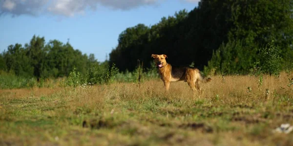 Portrait chien bâtard heureux marchant sur un champ vert ensoleillé. Herbe verte et arbres fond — Photo