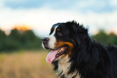 Bernese dağ köpeği açık yürüyüş yan görünümü