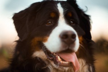 Bernese dağ köpeği açık yürüyüş ön görünümü