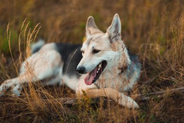 Güneşli yeşil alanda yürüyüş te portre mutlu çoban köpeği. Yeşil çim ve ağaçlar arka plan