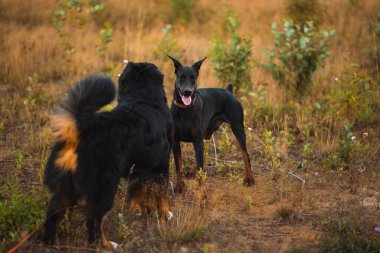 İki köpek doberman ve bernese çoban bir alanda yürüyüş