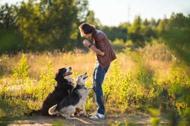 Yaz alanında iki köpek Bernese Dağ Köpeği ve çoban ile yürüyen genç bir adamın portresi