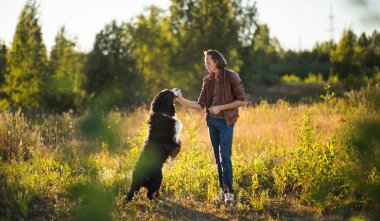 Bernese Dağ Köpeği ile yaz tarlasında yürüyen genç adam.