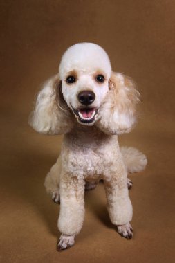 Kahverengi arka plan üzerinde minyatür kaniş köpek Stüdyo çekim