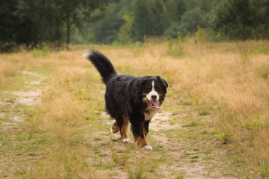 Sarı alanda Bernese dağ köpeği
