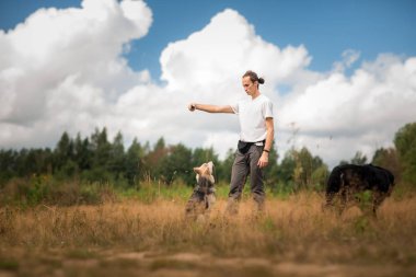 Bernese Dağ Köpeği ile yaz tarlasında yürüyen genç adam.