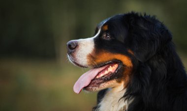 Sarı alanda bir yürüyüş Bernese dağ köpeği de Yan görünümü
