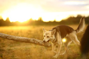 Yeşil bir çayırda yürüyen husky köpeğinin yan görünümü. Yeşil ağaçlar ve çim arka plan.