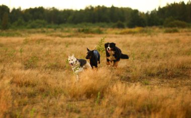 Üç köpek husky ve bernese dağ köpeği ve doberman gün batımında sarı çayır üzerinde çalışan