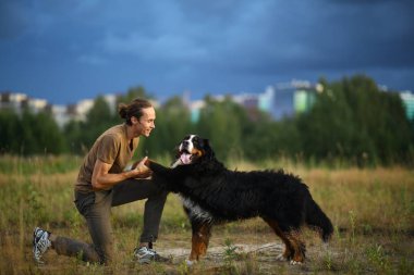 Bernese Dağ Köpeği ile yaz tarlasında yürüyen genç adam.