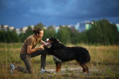 Bernese Dağ Köpeği ile yaz tarlasında yürüyen genç adam.