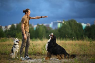 Genç adam iki köpekle yürüyor Bernese Dağ Köpeği ve çoban köpeği yaz tarlasında