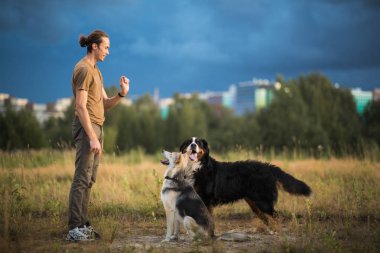 Genç adam iki köpekle yürüyor Bernese Dağ Köpeği ve çoban köpeği yaz tarlasında