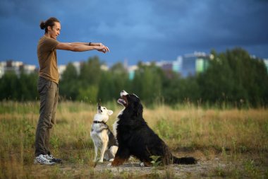 Genç adam iki köpekle yürüyor Bernese Dağ Köpeği ve çoban köpeği yaz tarlasında